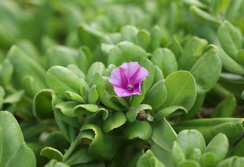 Macro image of purple flower in greenery