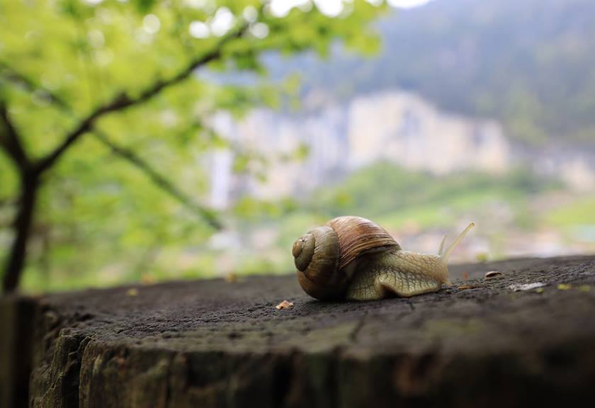 Image of snail taken with a RF 15-35mm F2.8 L IS USM lens