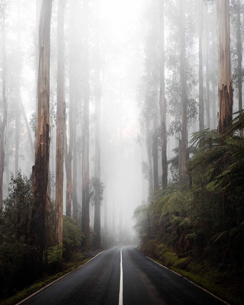 Image of foggy road by Julian Lallo