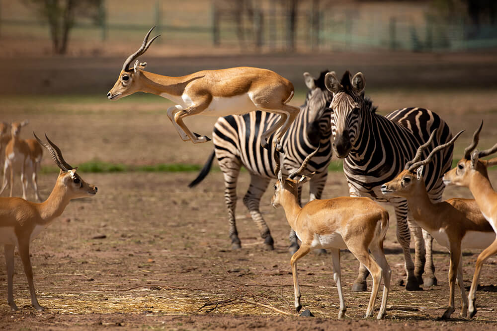 Western Plains Zoo animals by Jenn Cooper