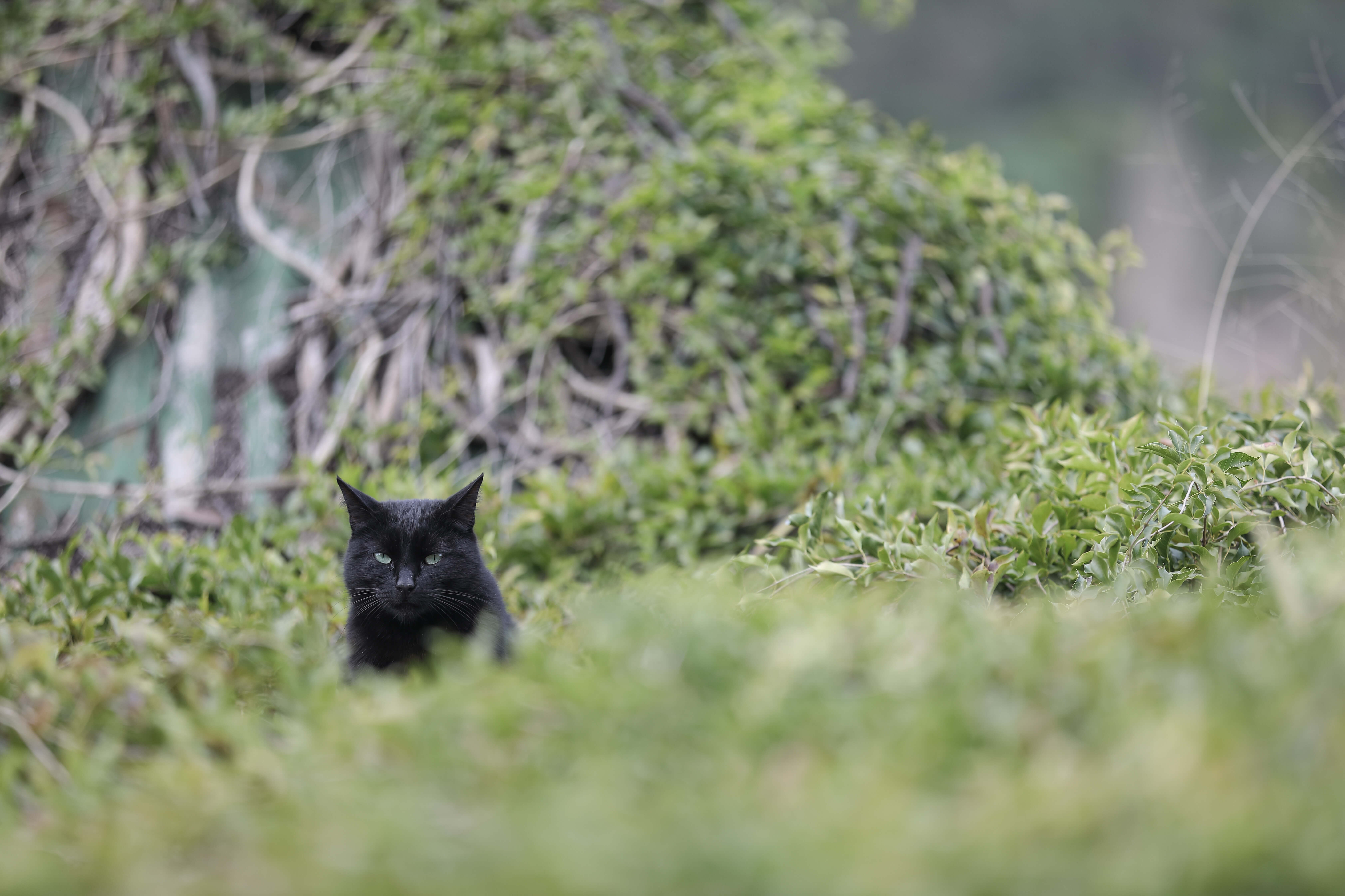 Image of black cat hiding in greenery taken by Dr. Chris Brown