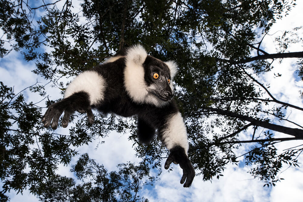 Image of a ruffed lemur. Shot by Jay Collier