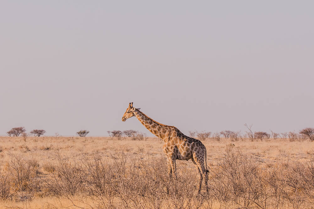 Etosha Giraffe by Connie Cao