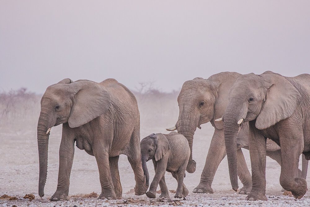 Etosha Elephants by Connie Cao