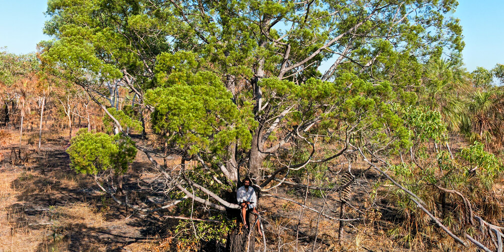 First Nations Grant winner - Kimberley Ecosystem Restoration & Cypress Pine Conservation
      Project