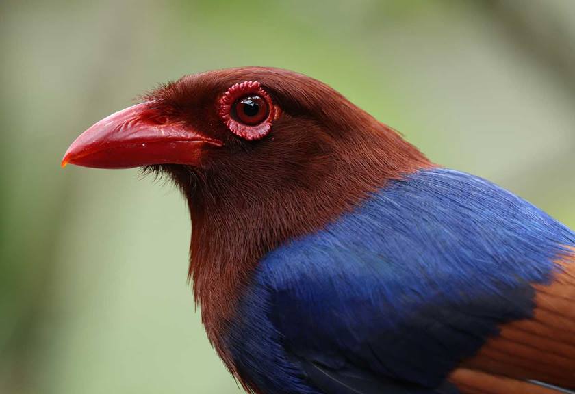 Image of a colourful bird