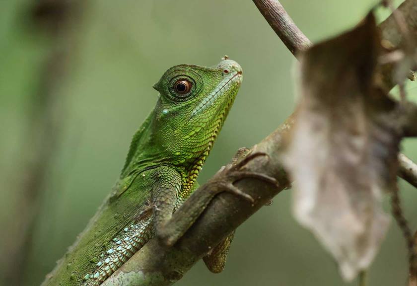 Up close image of a lizard sitting on a branch