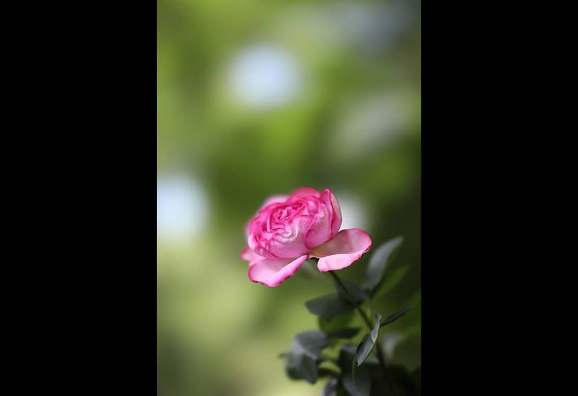 Image of pink flower taken using RF 85mm f/1.2L USM DS prime lens