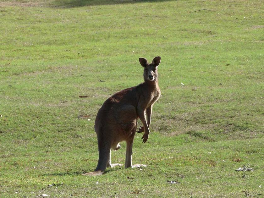 Image of a kangaroo