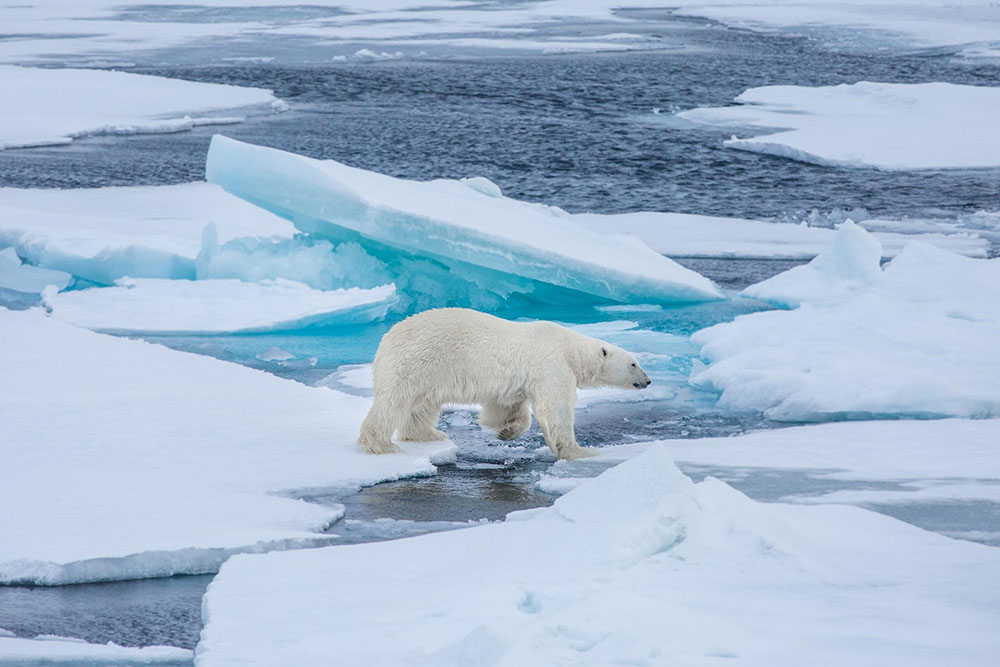 Landscape image of polar bear in the artic