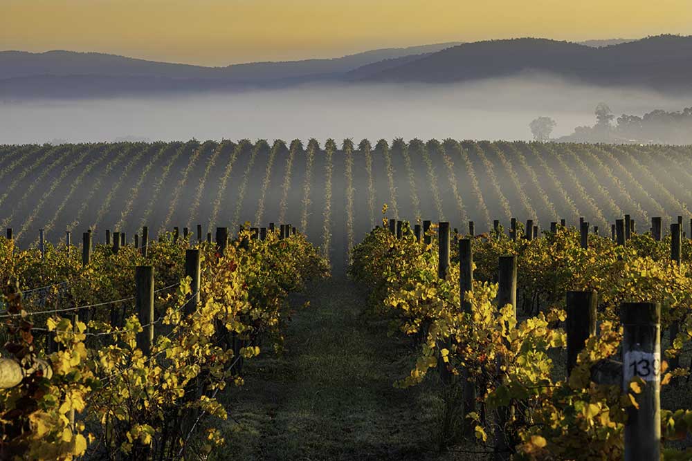 Landscape image of a foggy field