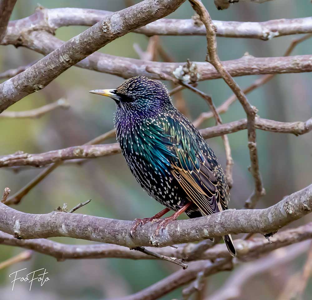 Image of a multi coloured bird sitting on a branch