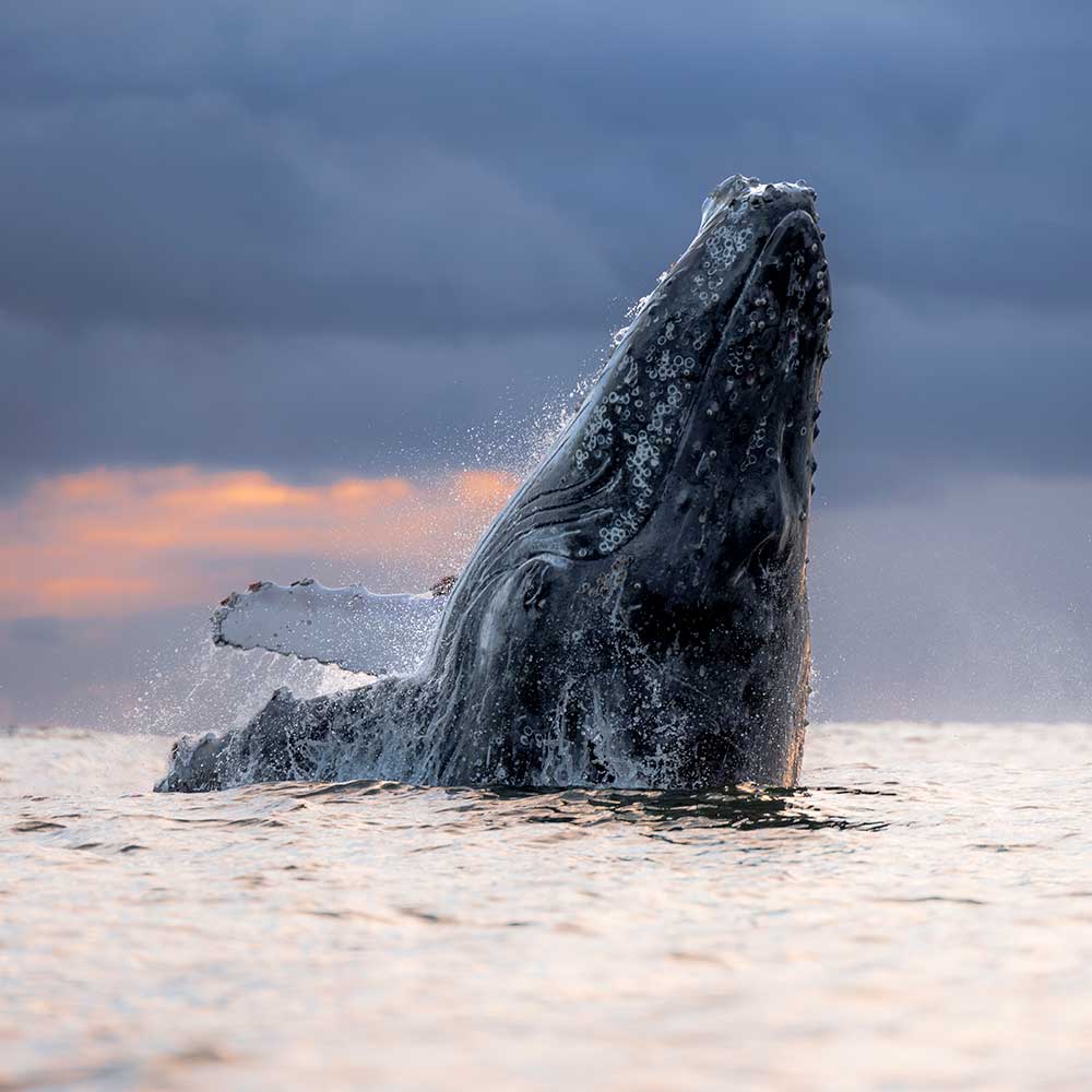 Image of a whale in the ocean