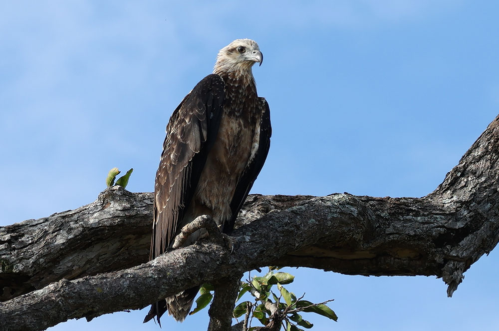 Image of an eagle sitting on a branch