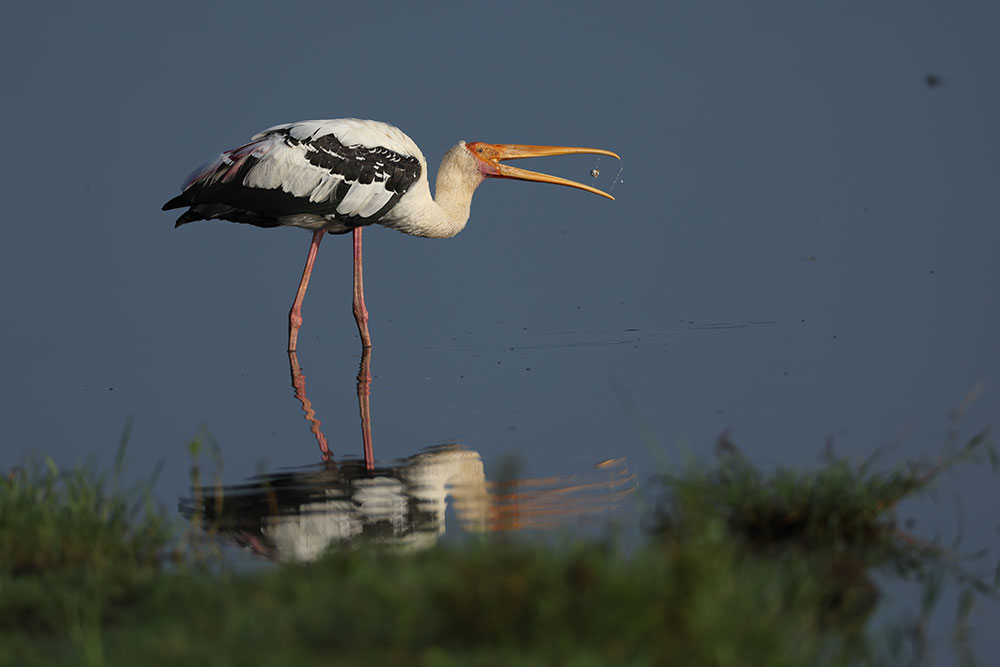 Image of a pelican on a lake