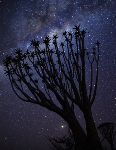 Image of cactus photographed with the RF 28-70mm f/2L USM