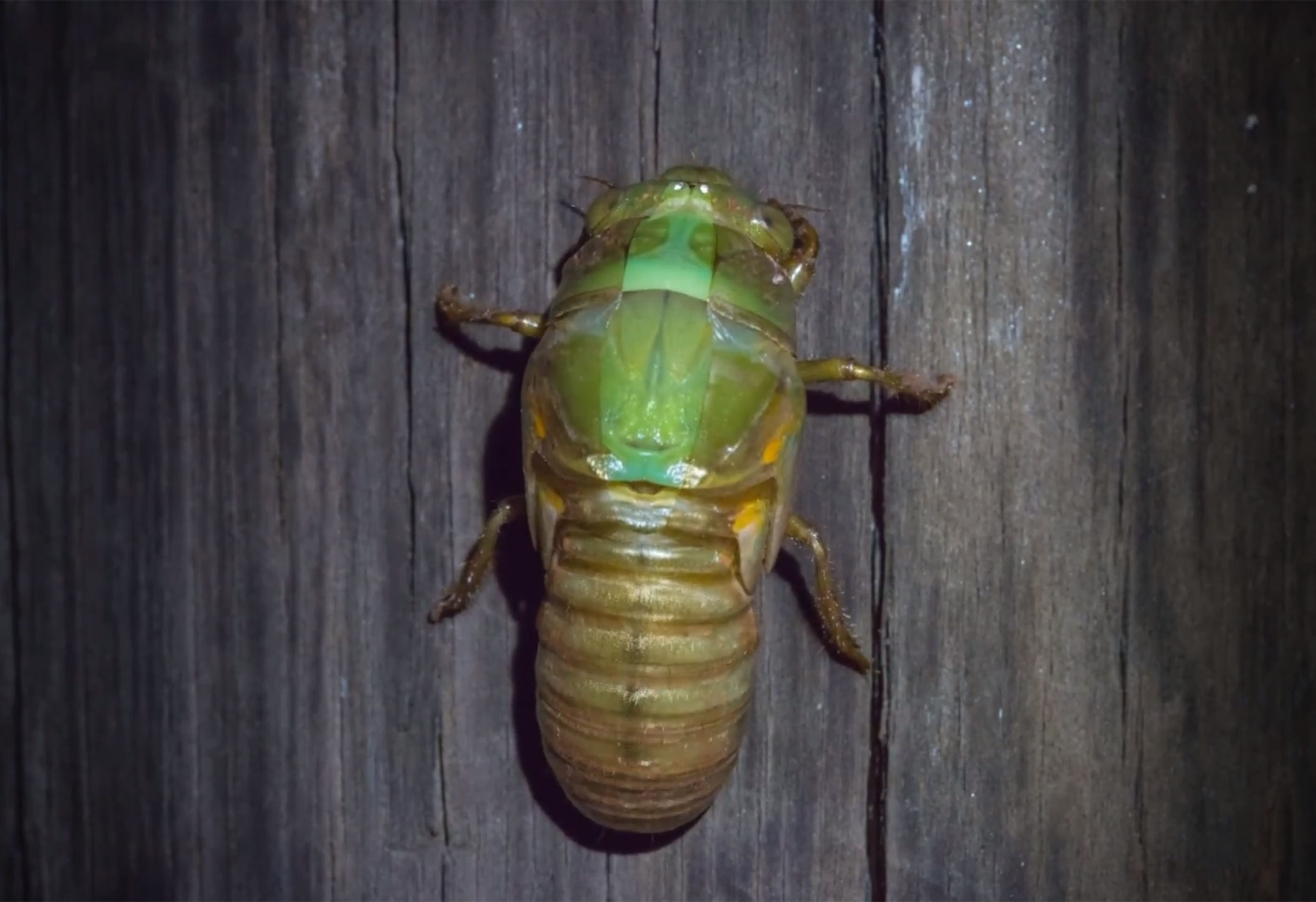 This Mesmerising Cicada Time Lapse Will Make Your Skin Crawl Canon Australia 