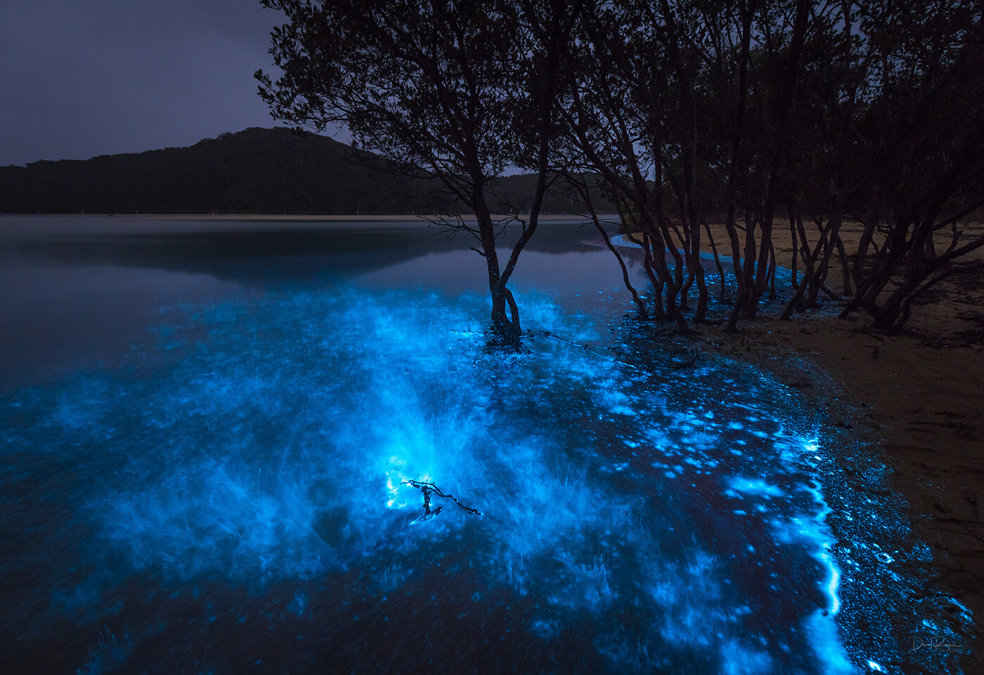 Bioluminescence Photography Tips Canon Australia