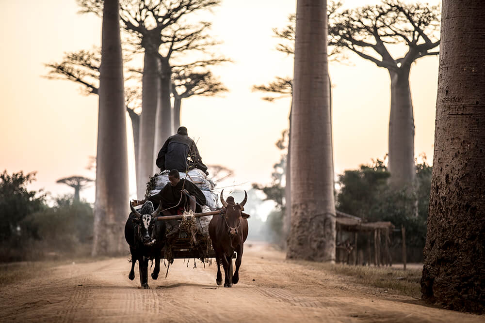 Image of a men riding on zebu cart at Baobab Alley. Photo by Jay Collier