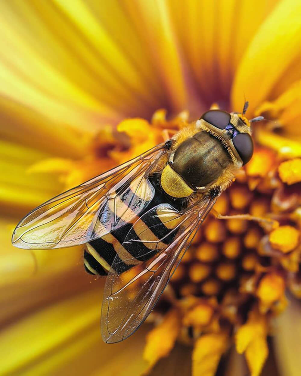 Macro image of bee by @rodrigophotographer