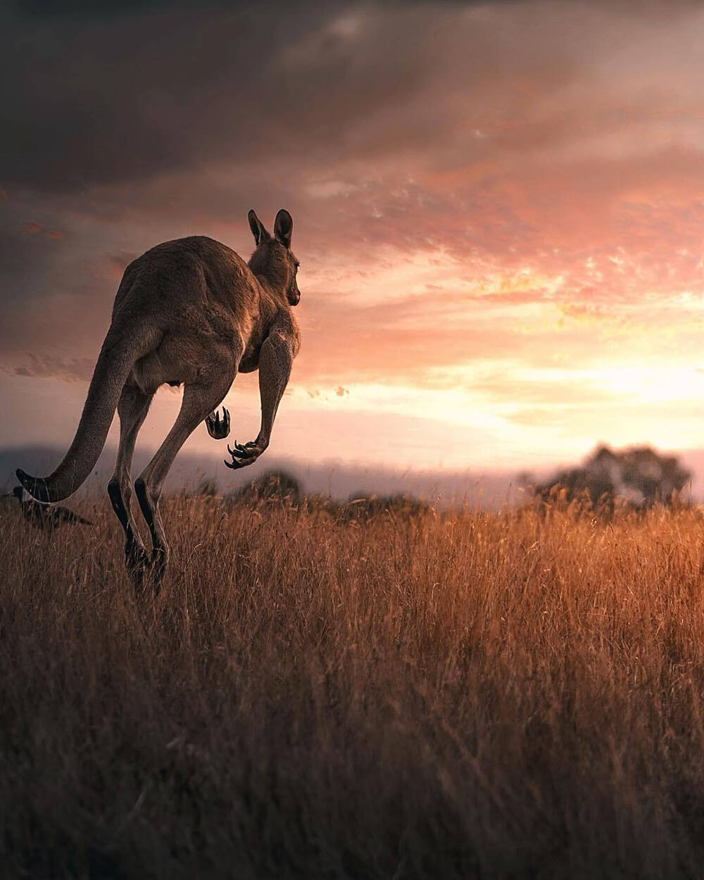 Image of kangaroo by @photo_shots_scapes