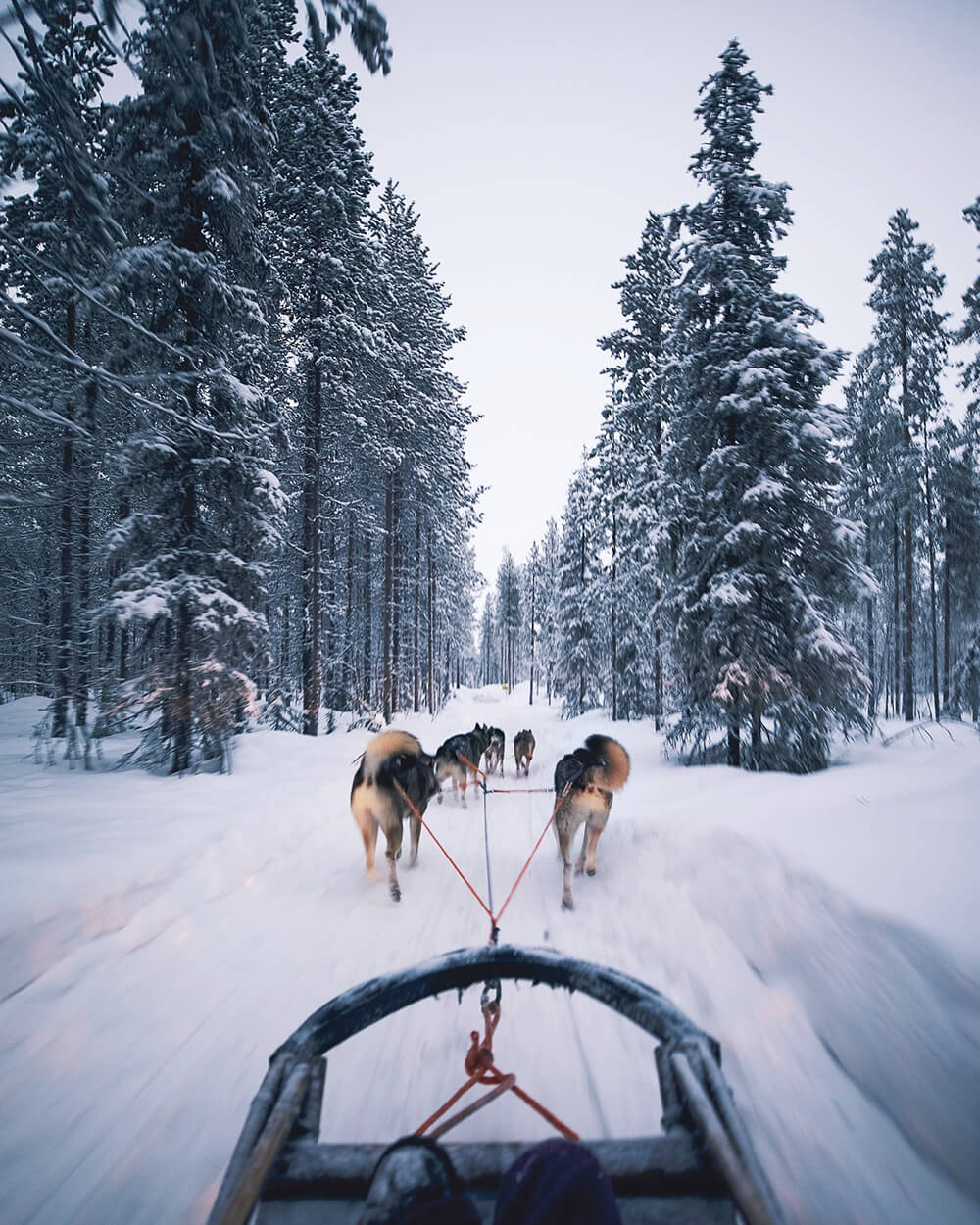 Kusky ride in Kittilä. Photo by Elaine Li