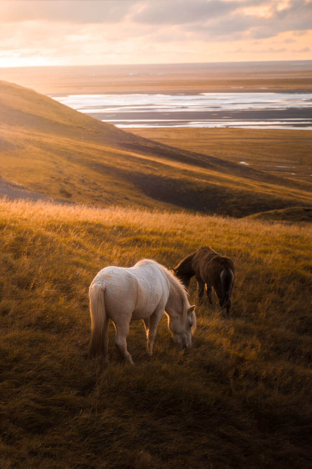 photo of wild horses in Iceland. Image by Steph Vella