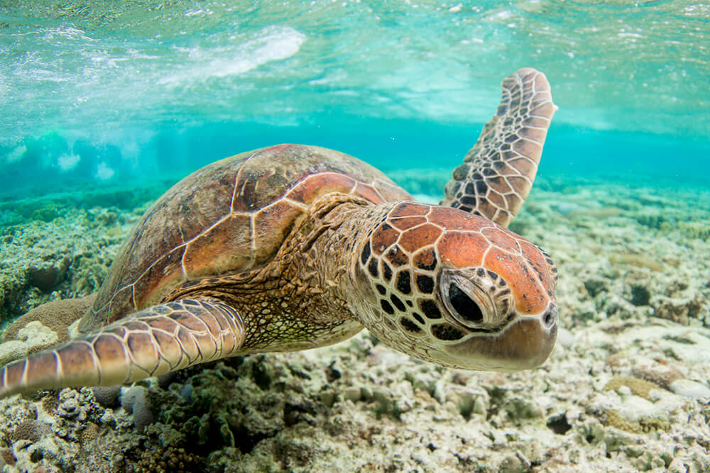 Close up shot of turtle underwater
