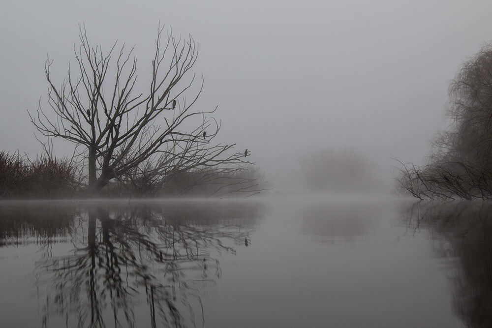 leafless tree in fog and water reflection