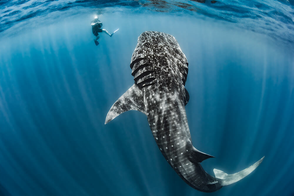 image of a whale shark next to a photographer in Isla Mujeres, Mexico